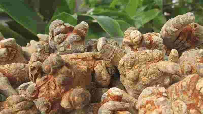 Tam Thất Bắc (Sâm Tam Thất)